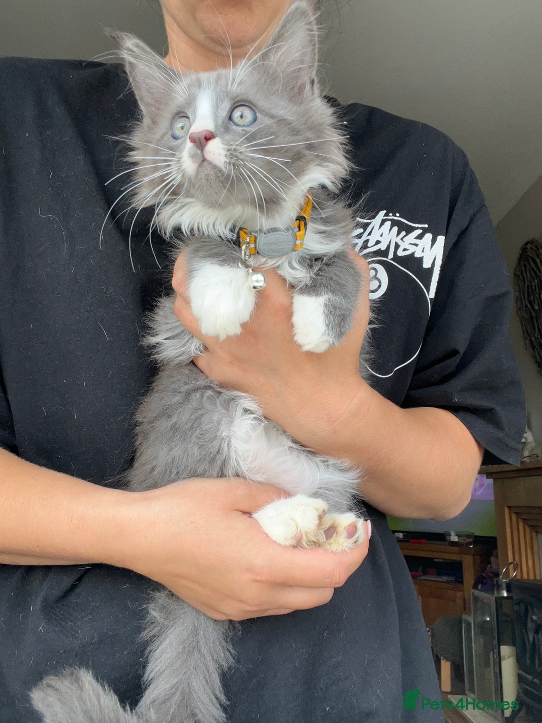 Maine Coon cats for sale: TICA registered Maine Coons, Ready end of August❤️ - Image 37