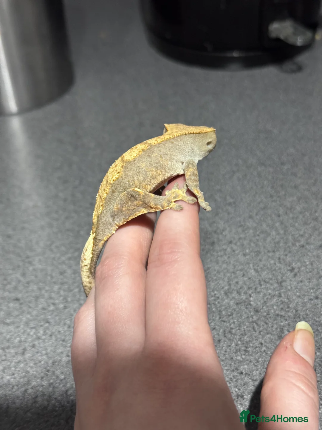 Gecko reptiles for sale: 3x Crested geckos  - Advert 4