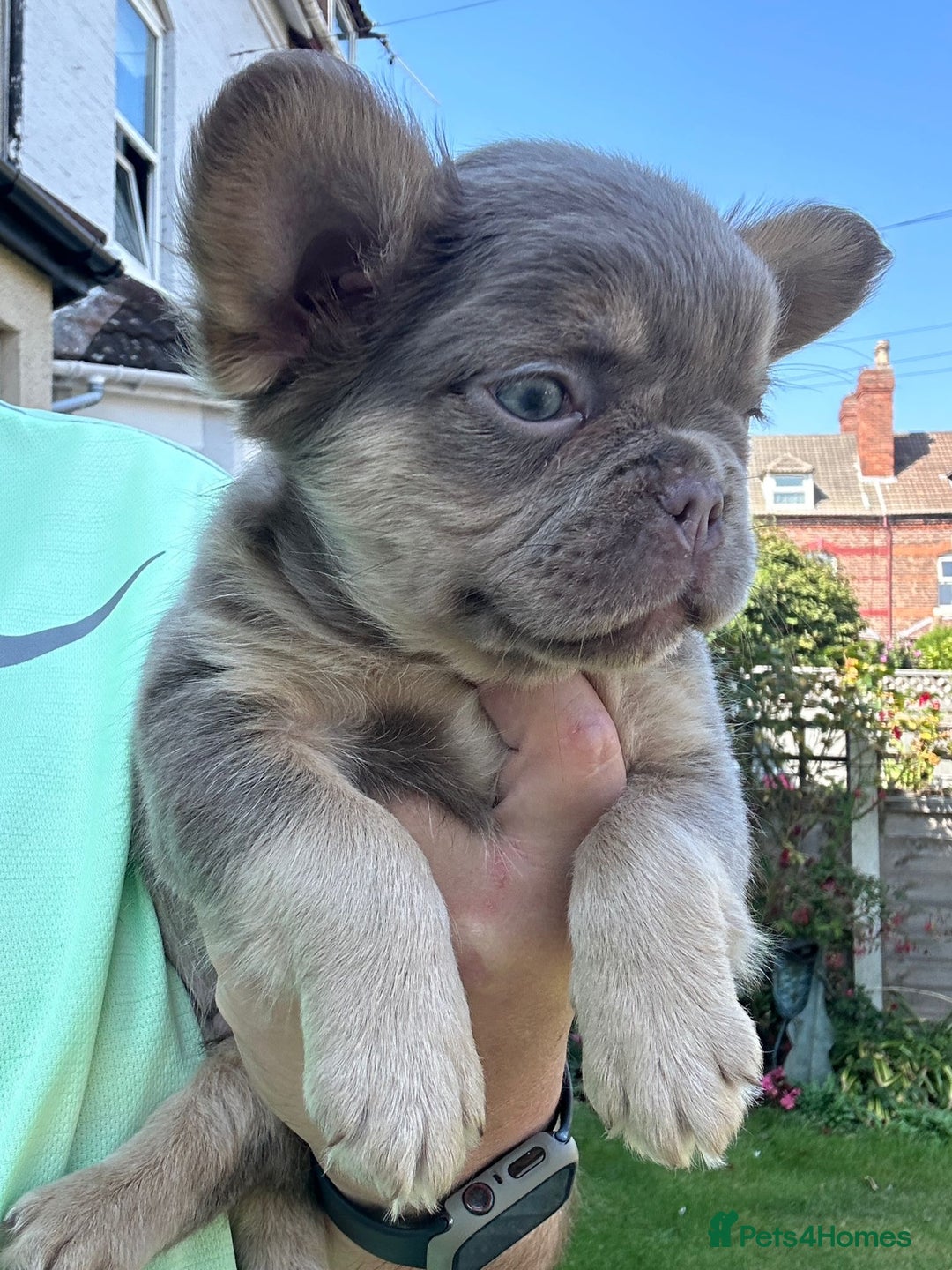 French Bulldog dogs for sale: Full fluffy !!! - Image 1