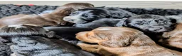 Cocker Spaniel dogs for sale: Exceptional Home Reared Cocker Spaniel Puppies in Mansfield - Advert 9