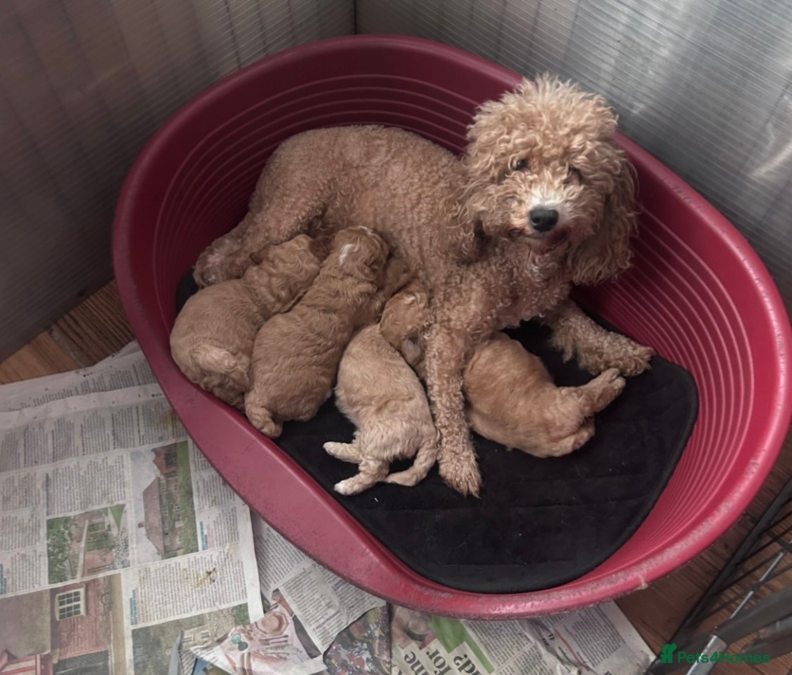 Maltipoo dogs Maltipoo Puppies  - Advert 1