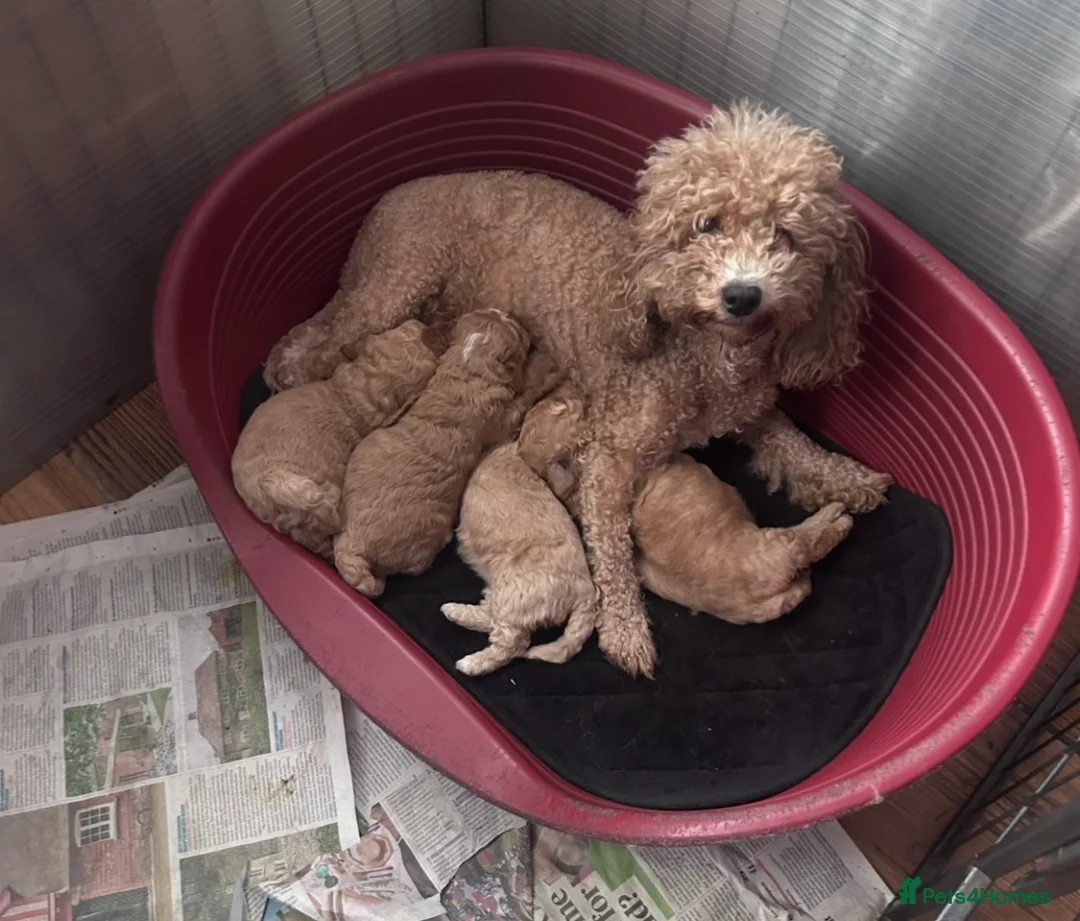 Maltipoo dogs for sale: Maltipoo Puppies  in Swadlincote - Advert 1