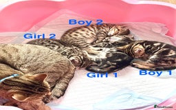 Bengal cats for sale: Gorgeous Bengal kittens ready on go 26th September - Image 6