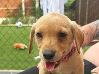 Labrador Retriever dogs Labrador Retriever Puppies Ready Now - Advert 6