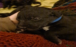 Mixed Breed dogs for sale: 10 Beautiful bedlington whippet x lurcher puppies! - Image 23