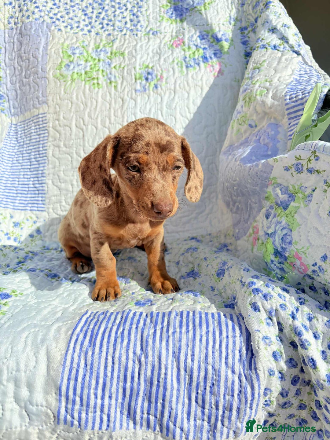 Dachshund dogs for sale: Miniature dashound puppies  - Image 2
