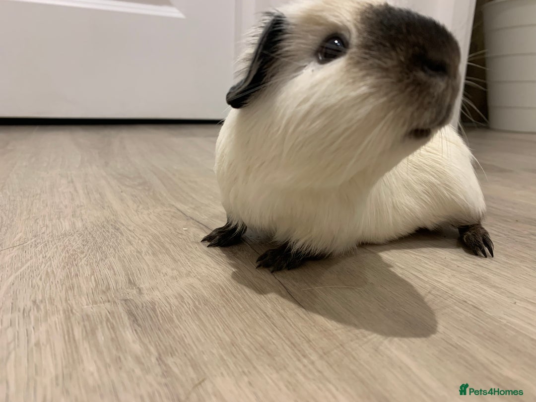 Guinea Pig rodents for sale: Re-Homing Two Young Guinea - Advert 4