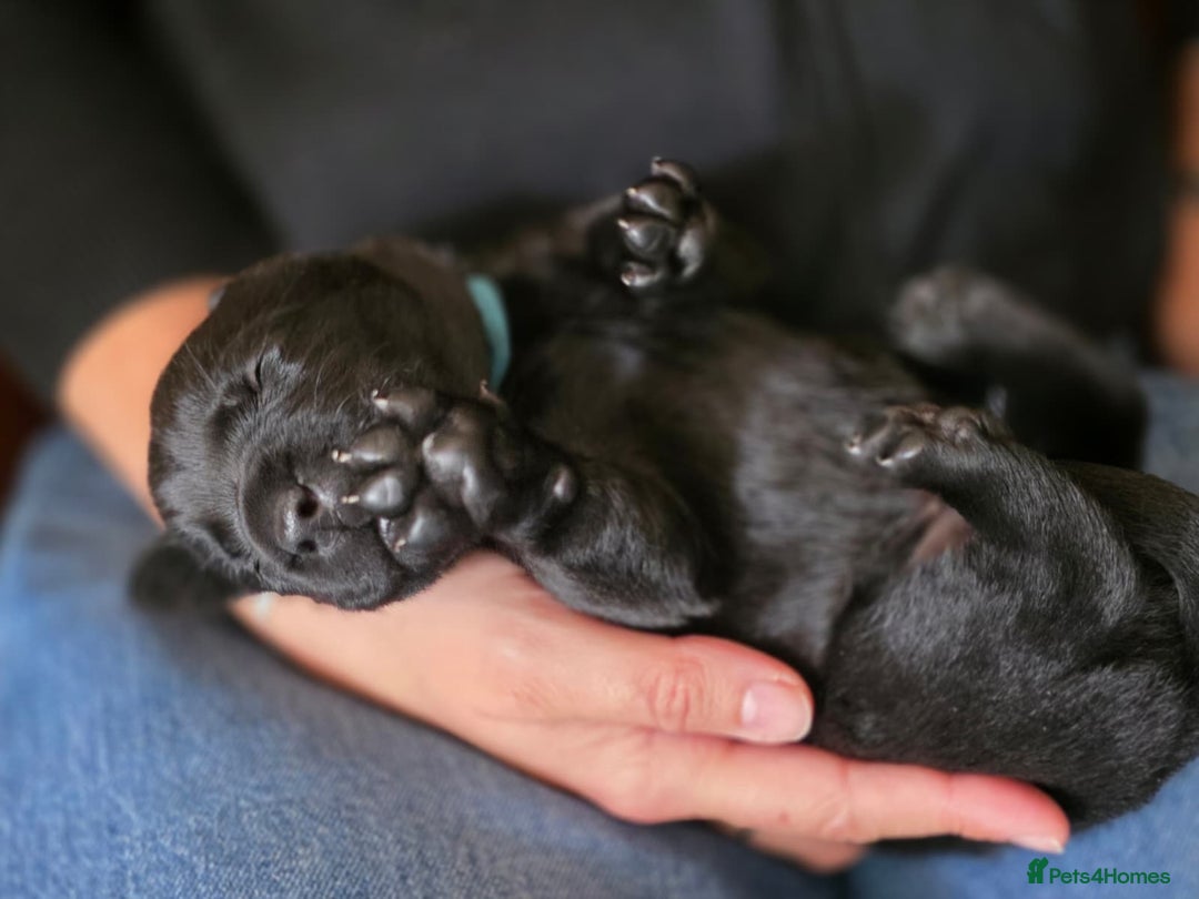 Labrador Retriever dogs for sale: Working labrador puppies for sale - Advert 7