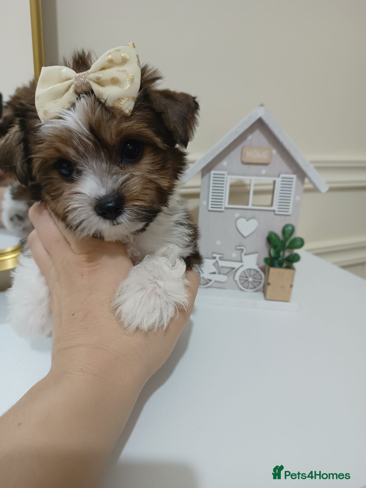 Biewer Terrier dogs Biewer Terrier Puppies×Home Raised×BeautifulColour - Advert 1