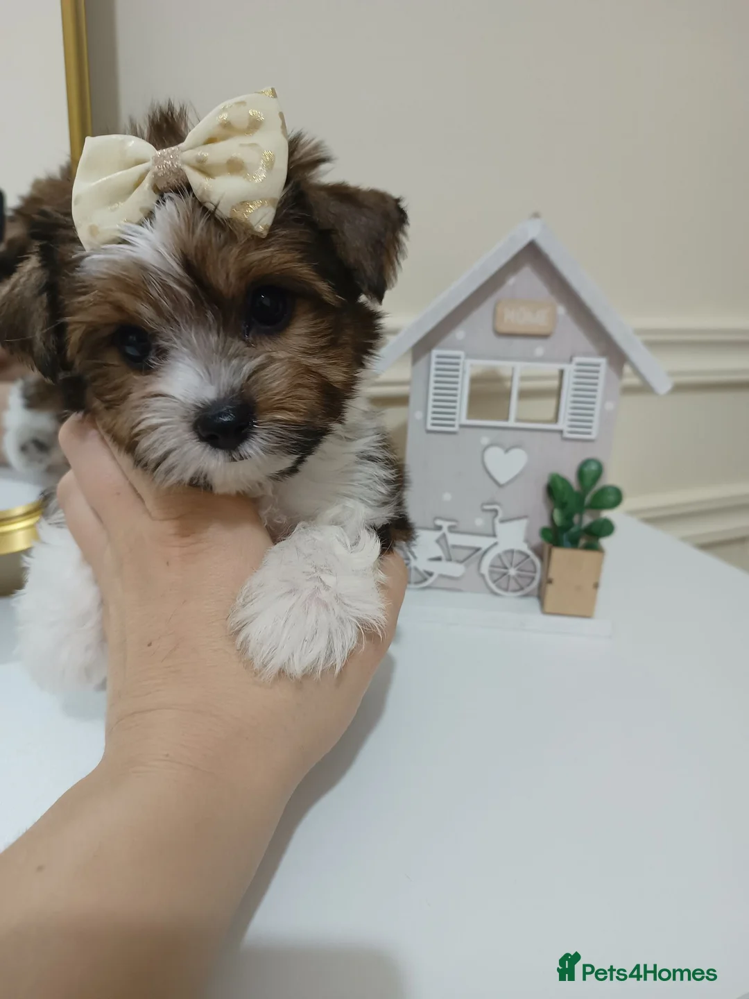 Biewer Terrier dogs for sale: Biewer Terrier Puppies×Home Raised×BeautifulColour - Advert 1