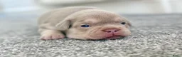 French Bulldog dogs for sale: EPIC KC FRENCH BULLDOG PUPPIES!! in Tredegar - Advert 10