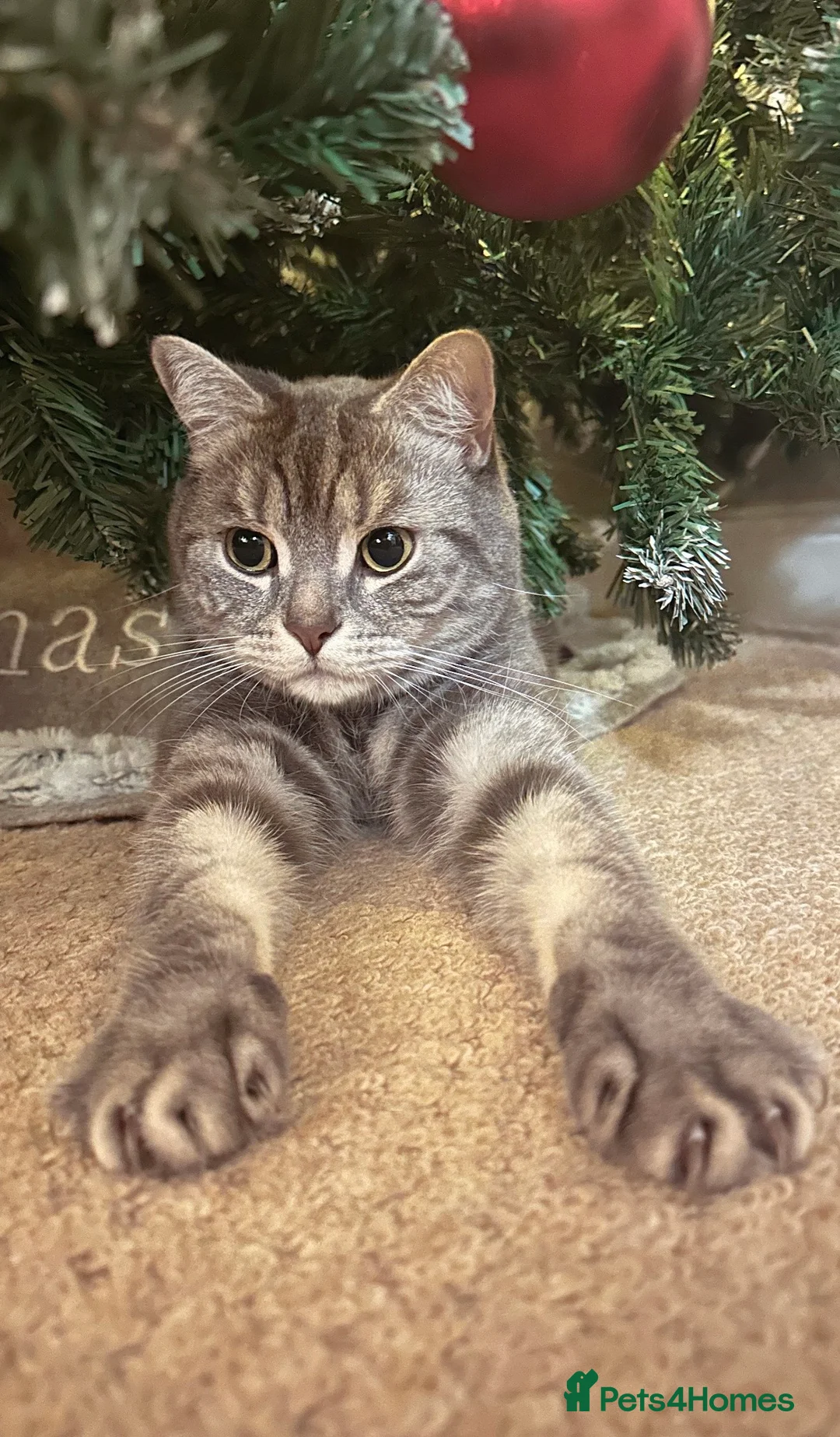 British Shorthair cats for sale: Pedigree British Shorthair Male - Buddy  in Swindon - Advert 1