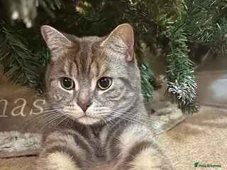 British Shorthair cats Pedigree British Shorthair Male - Buddy - Advert 3