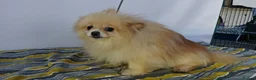 Pomeranian dogs for adoption: 🐾 HUGO – Male Miniature Pomeranian in West Malling - Advert 3