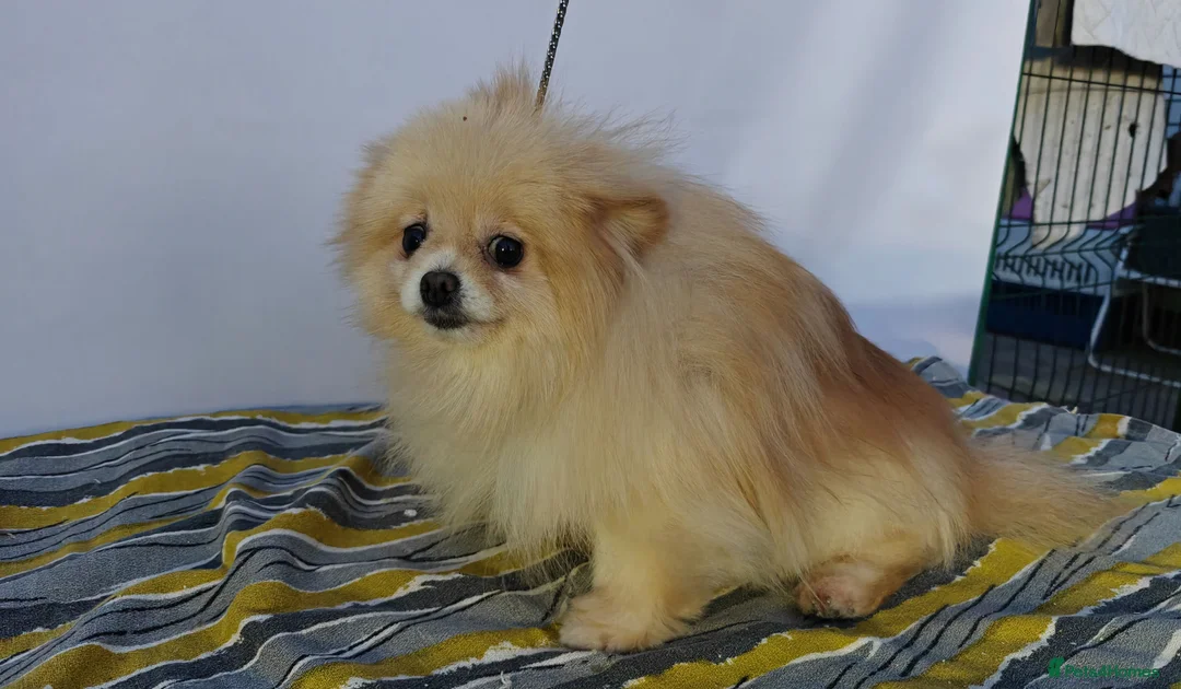 Pomeranian dogs for adoption: 🐾 HUGO – Male Miniature Pomeranian in West Malling - Advert 3