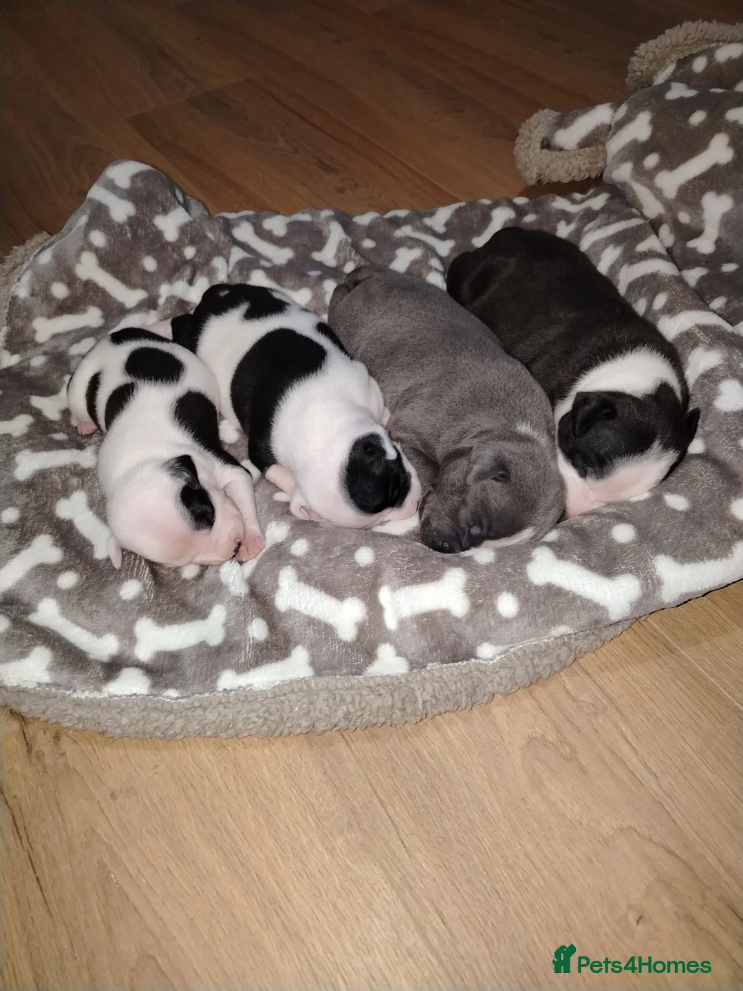 Staffordshire Bull Terrier dogs for sale: Lovely little staffy puppies  - Advert 1