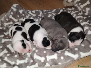 Staffordshire Bull Terrier dogs Lovely little staffy puppies - Advert 15