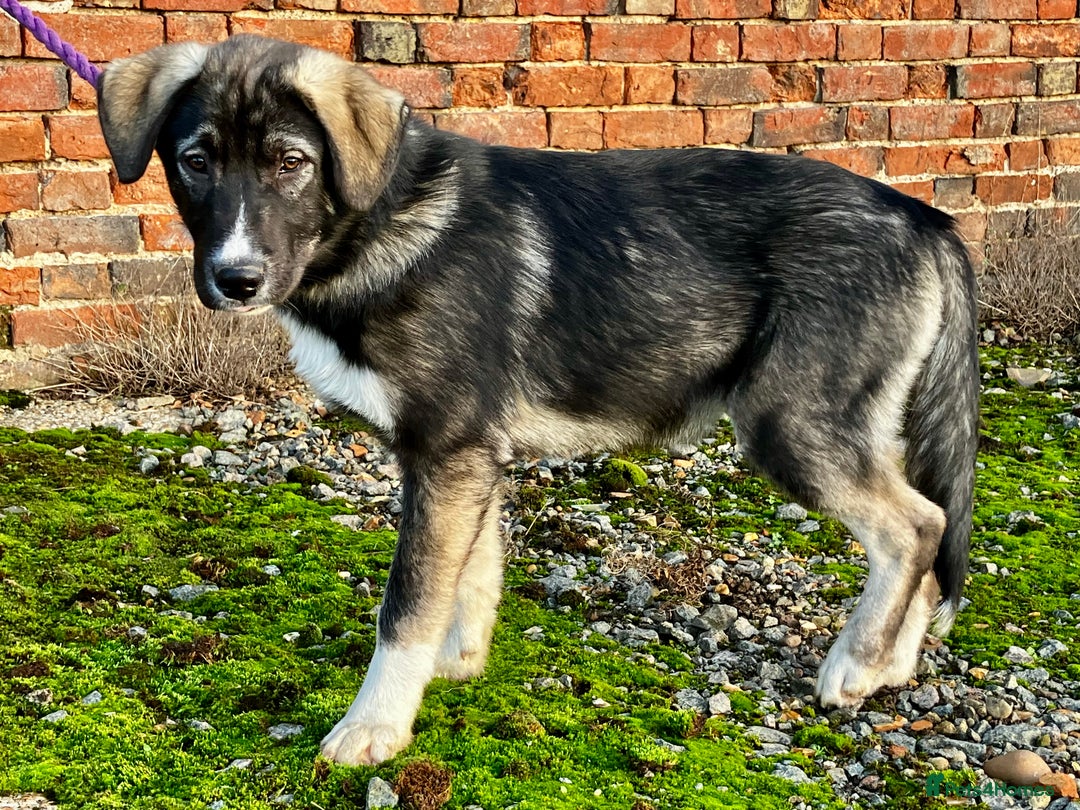 Mixed Breed dogs for sale: READY NOW! Pure Husky x Caucasian Shepherd - Advert 13