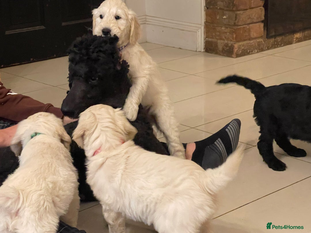 Goldendoodle dogs for sale: Stunning Goldendoodle puppies - Image 8