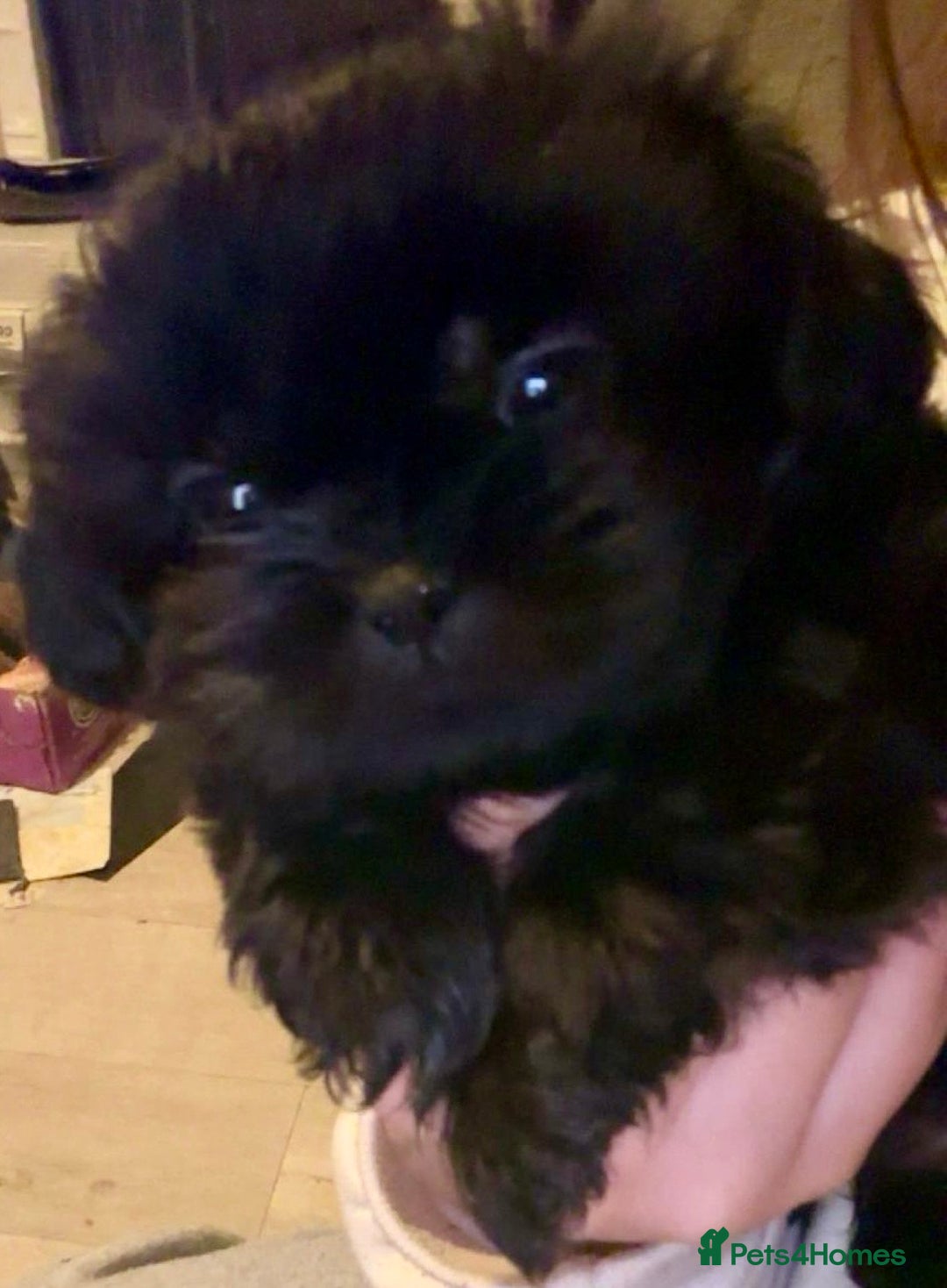 Shih Tzu dogs for sale: Two stunning pups. - Advert 7