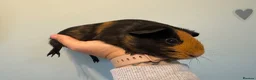 Guinea Pig rodents for sale: 4 month old lovely little sow  - Advert 5