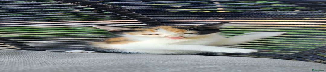 Mixed Breed Kitten 1