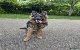 German Shepherd dogs for sale: Rehoming 1 Year Old German Shepherd Male - Image 15