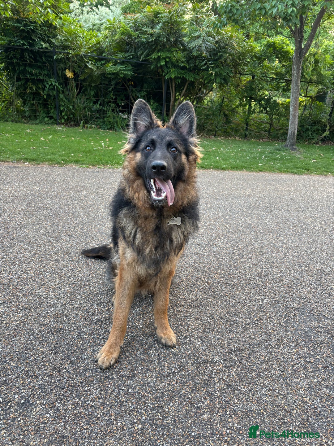 German Shepherd dogs for sale: Rehoming 1 Year Old German Shepherd Male - Image 15