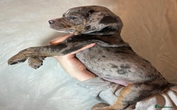 Olde English Bulldogge dogs for sale: 8 week old Olde English Bulldogges  - Advert 4