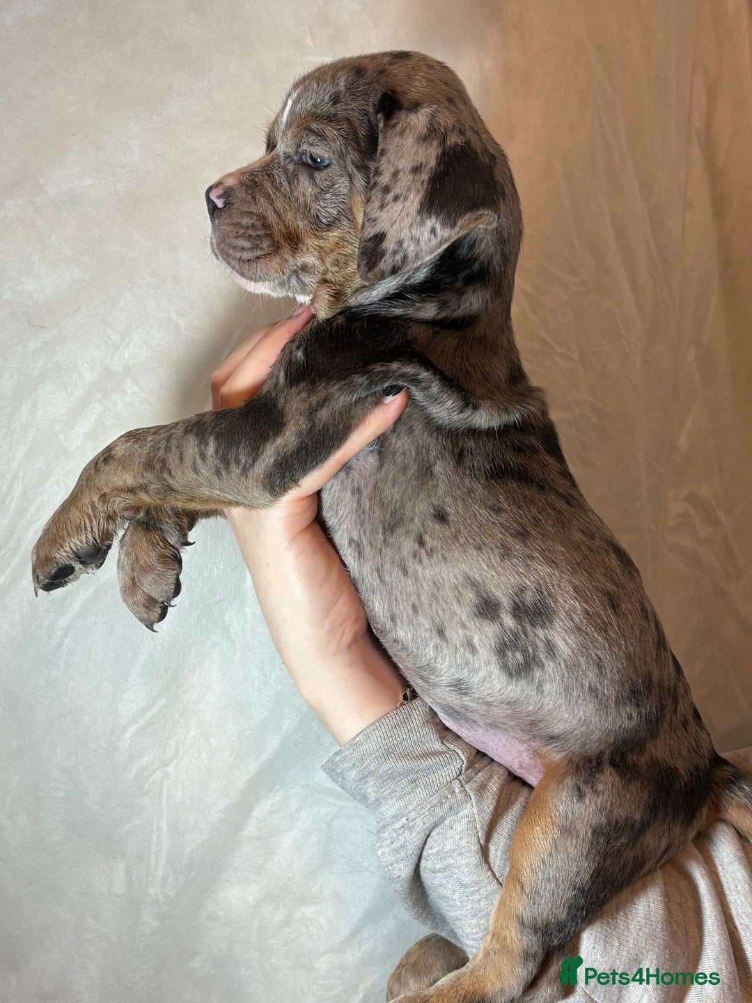 Olde English Bulldogge dogs for sale: 8 week old Olde English Bulldogges  - Advert 4