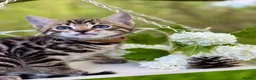 Bengal cats for sale: Beautiful Bengal kittens  - Advert 1