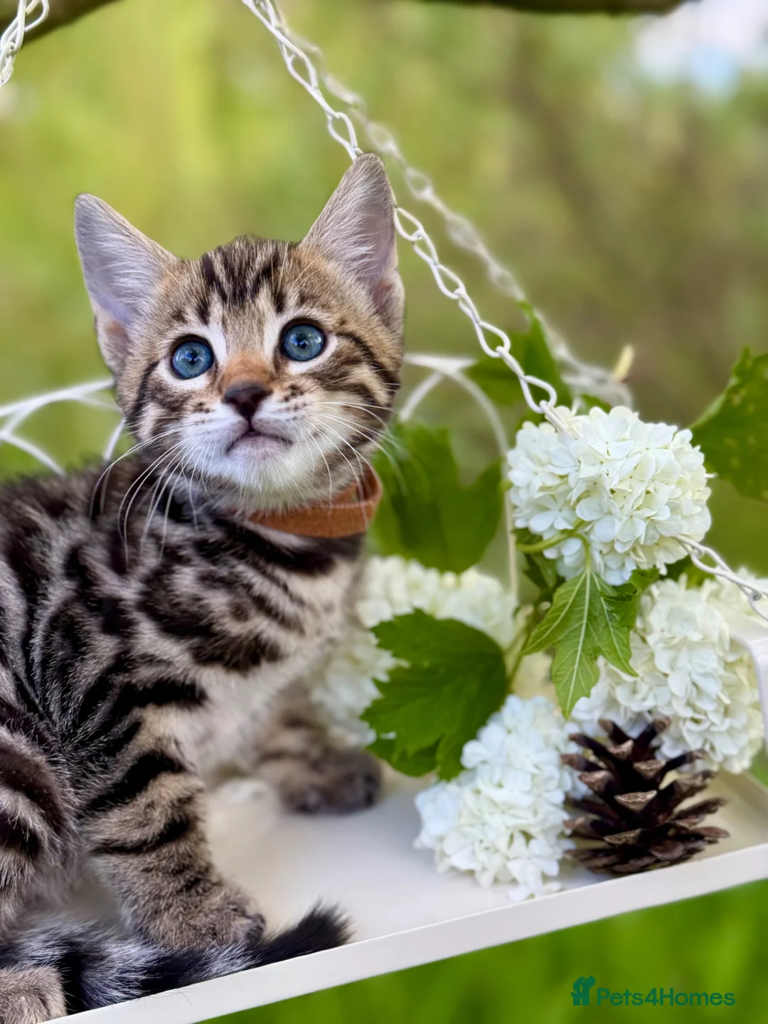 Bengal cats for sale: Beautiful Bengal kittens  - Advert 1