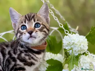 Bengal cats Beautiful Bengal kittens - Advert 6