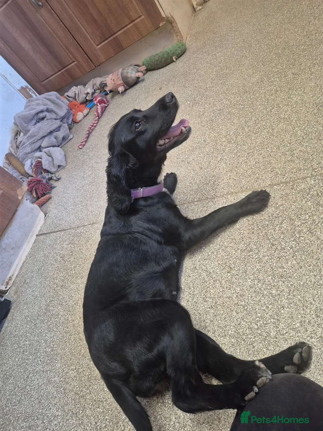 Cocker Spaniel dogs for sale: 5 year old cocker spainel  in Stratford-upon-Avon - Advert 1