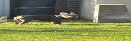 French Bulldog dogs for sale: Stunning 3rd generation French Bulldog puppies - Advert 18