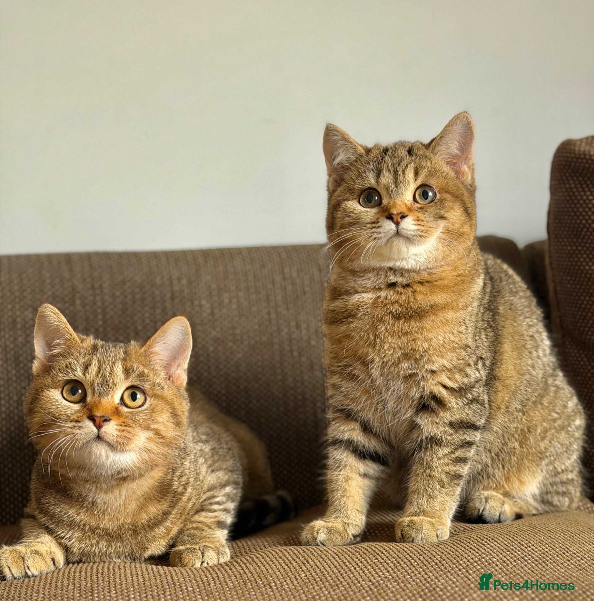 British Shorthair cats golden tabby british short hair M/F - Advert 7