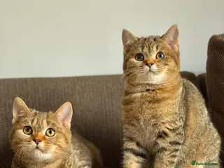 British Shorthair cats golden tabby british short hair M/F - Advert 7