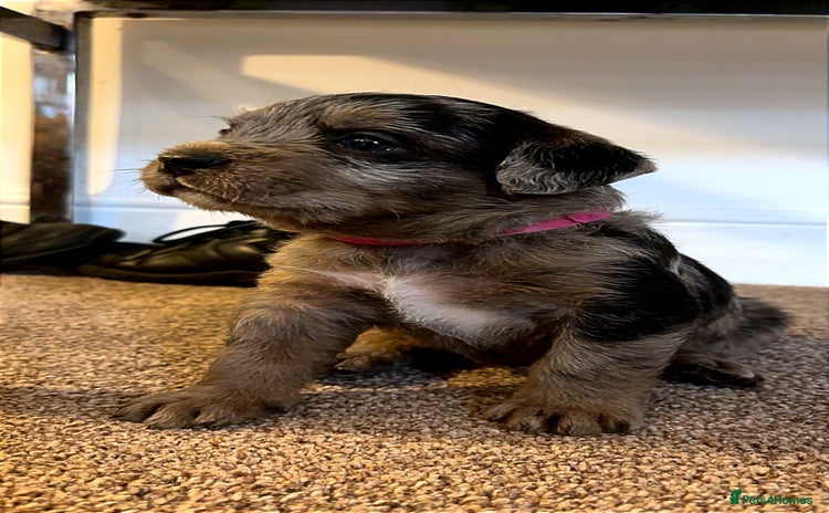 American Bully dogs - Advert 5