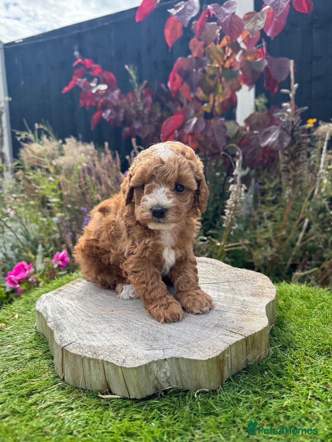 Cockapoo dogs for sale: Health tested Toy cockapoos. One girl left - Image 16