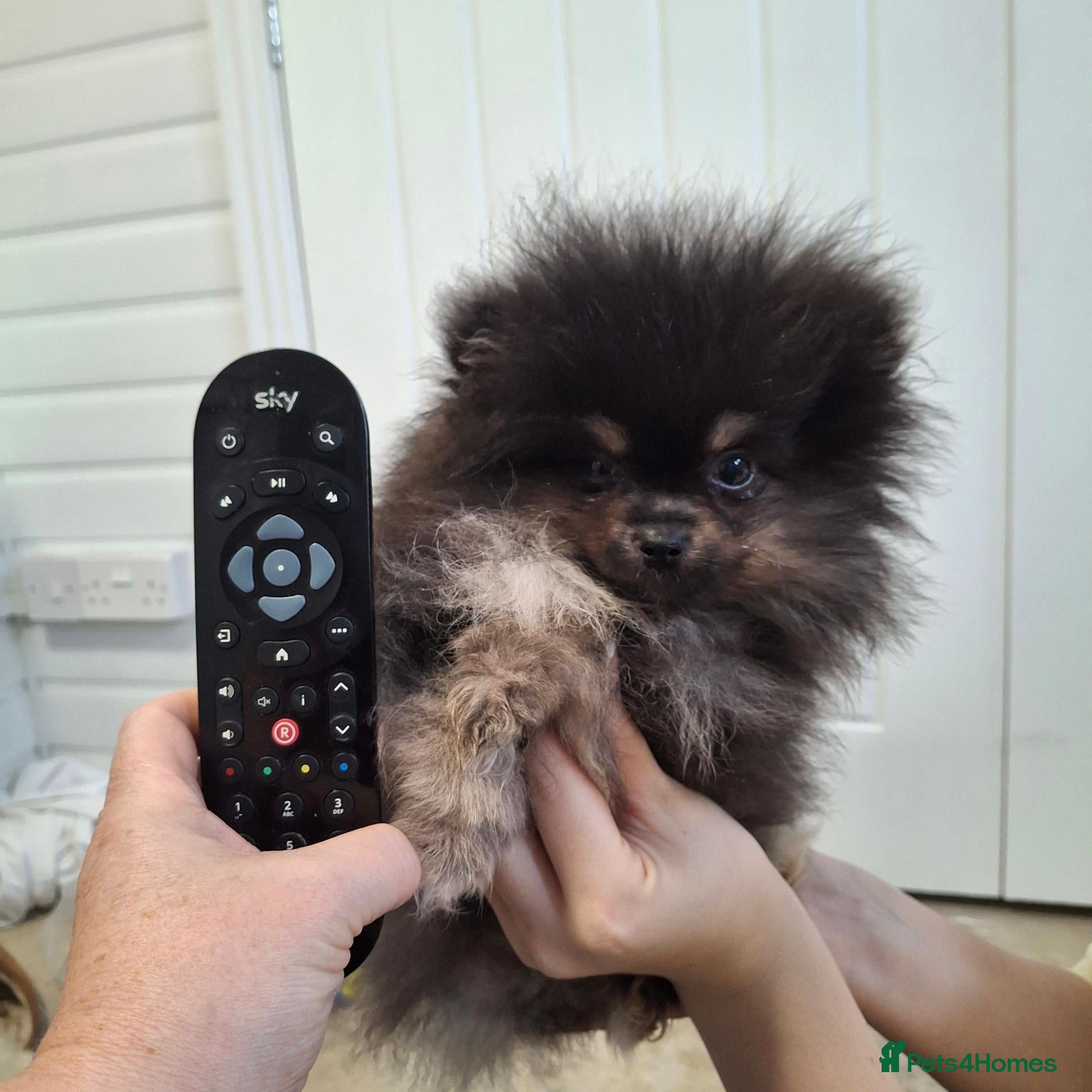 Pomeranian dogs Pomerainian pups for sale - Advert 12