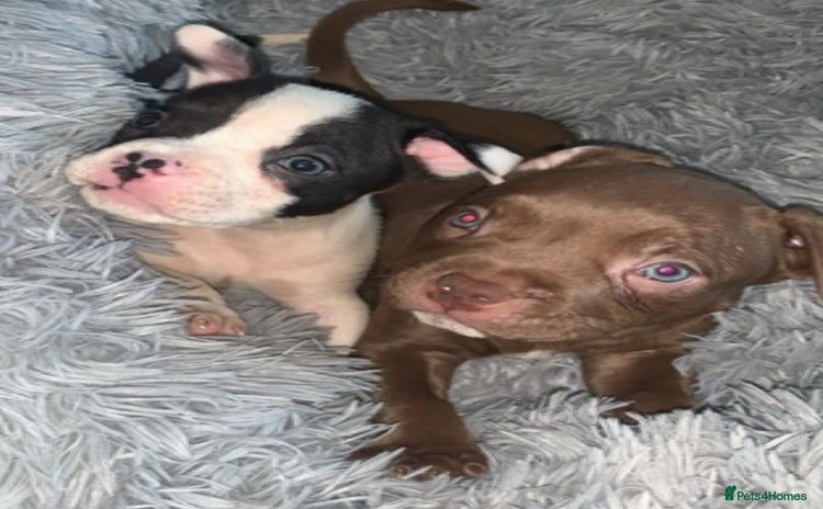 American Bully dogs - Advert 2