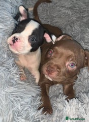 American Bully Puppy 4