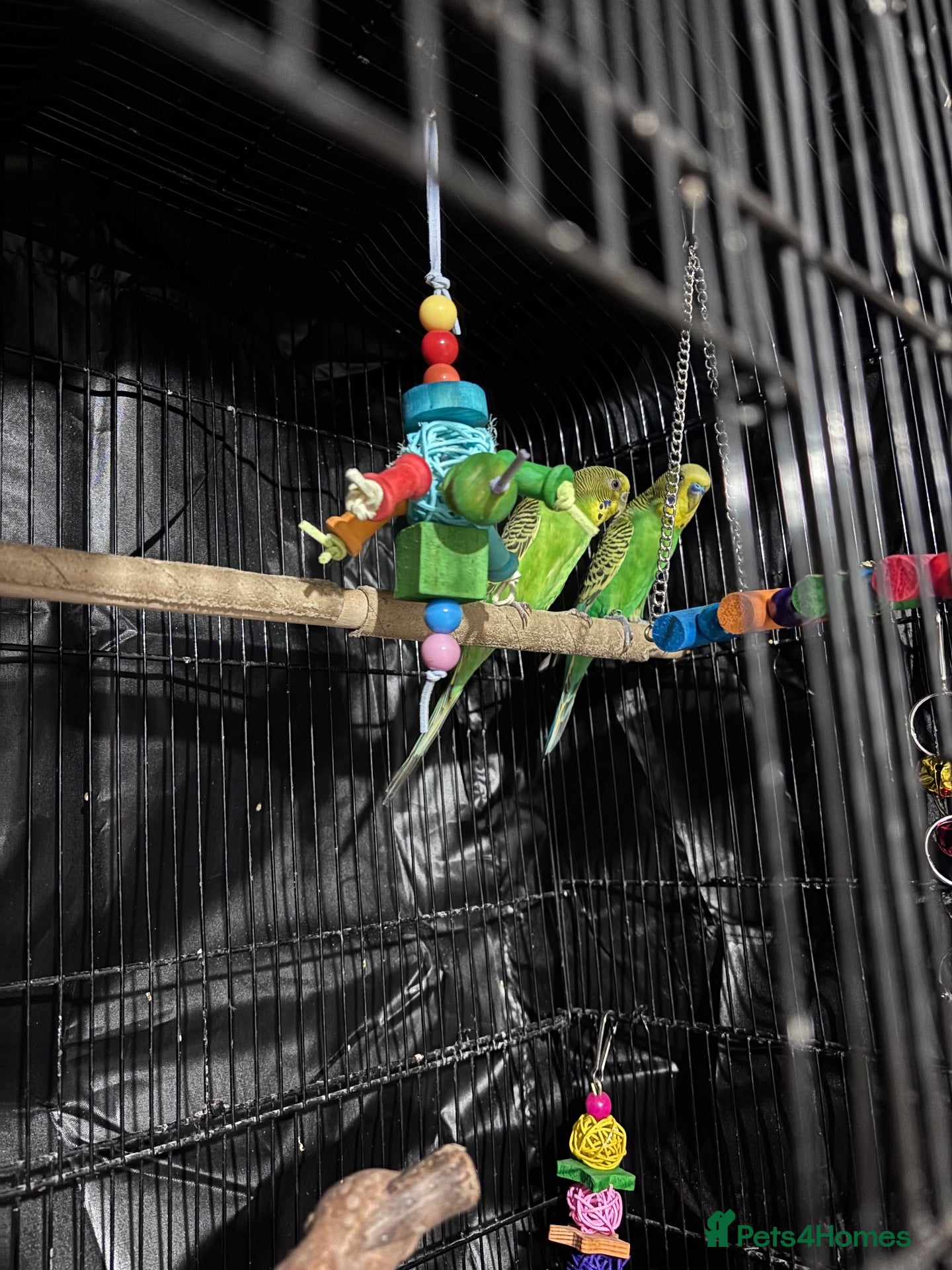 Budgerigars birds 1 yr old Budgies with Cage  - Advert 2