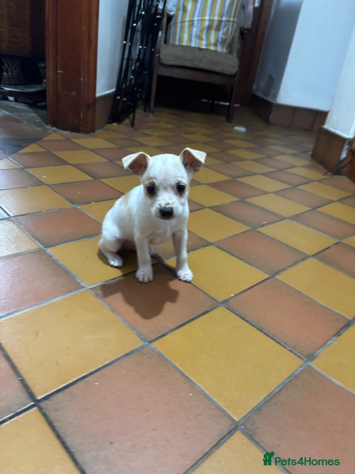 Jack Russell dogs for sale: jack Russel puppies for sale  - Advert 1