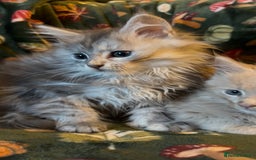 Maine Coon cats for sale: Maine Coon Kittens TICA  - Image 10