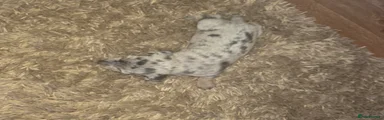 Miniature Dachshund 5