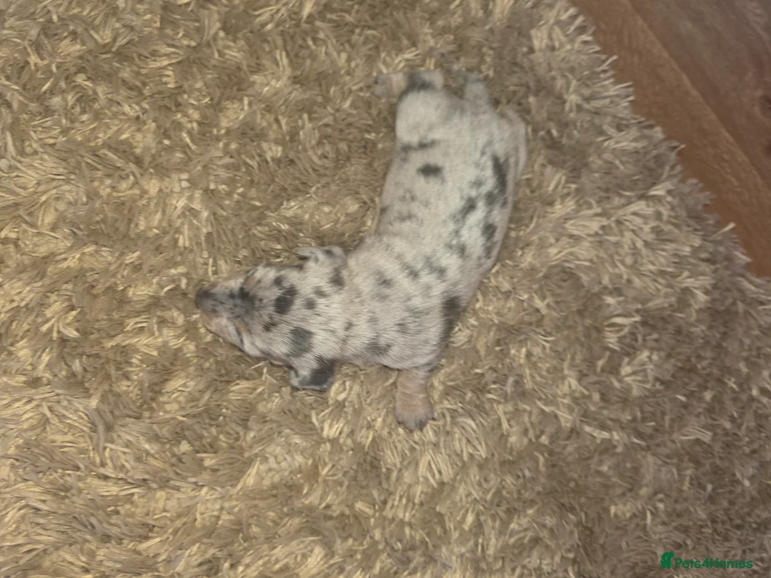 Miniature Dachshund dogs for sale: Dappled miniature smooth dachshund babies  - Advert 2
