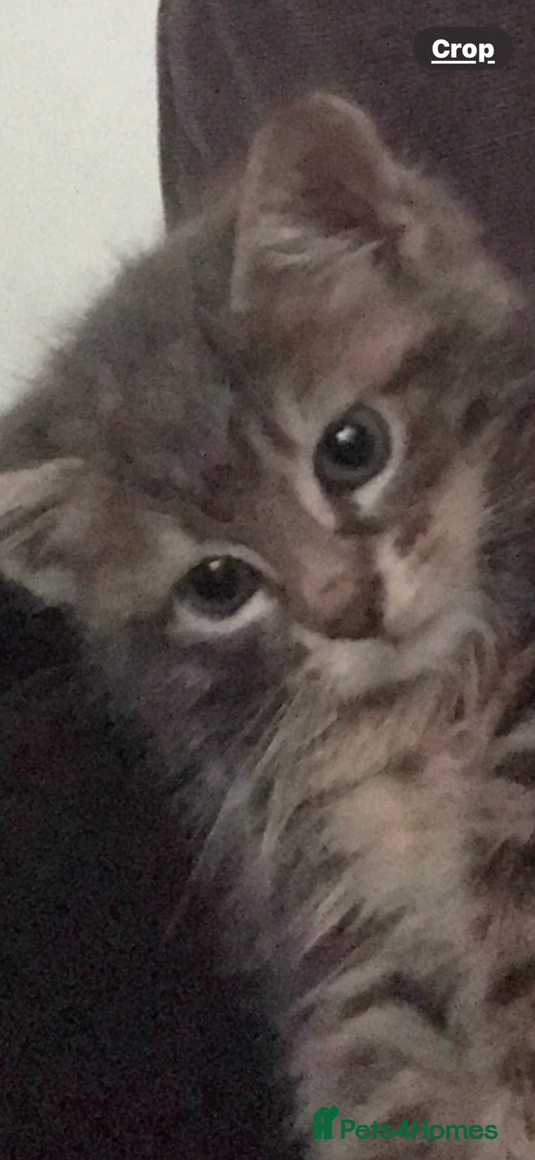 Mixed Breed cats for sale: Kittens looking for forever homes - Advert 16