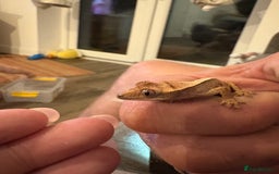 Gecko reptiles for sale: Pinstripe harleyquin crested geckos  - Image 5