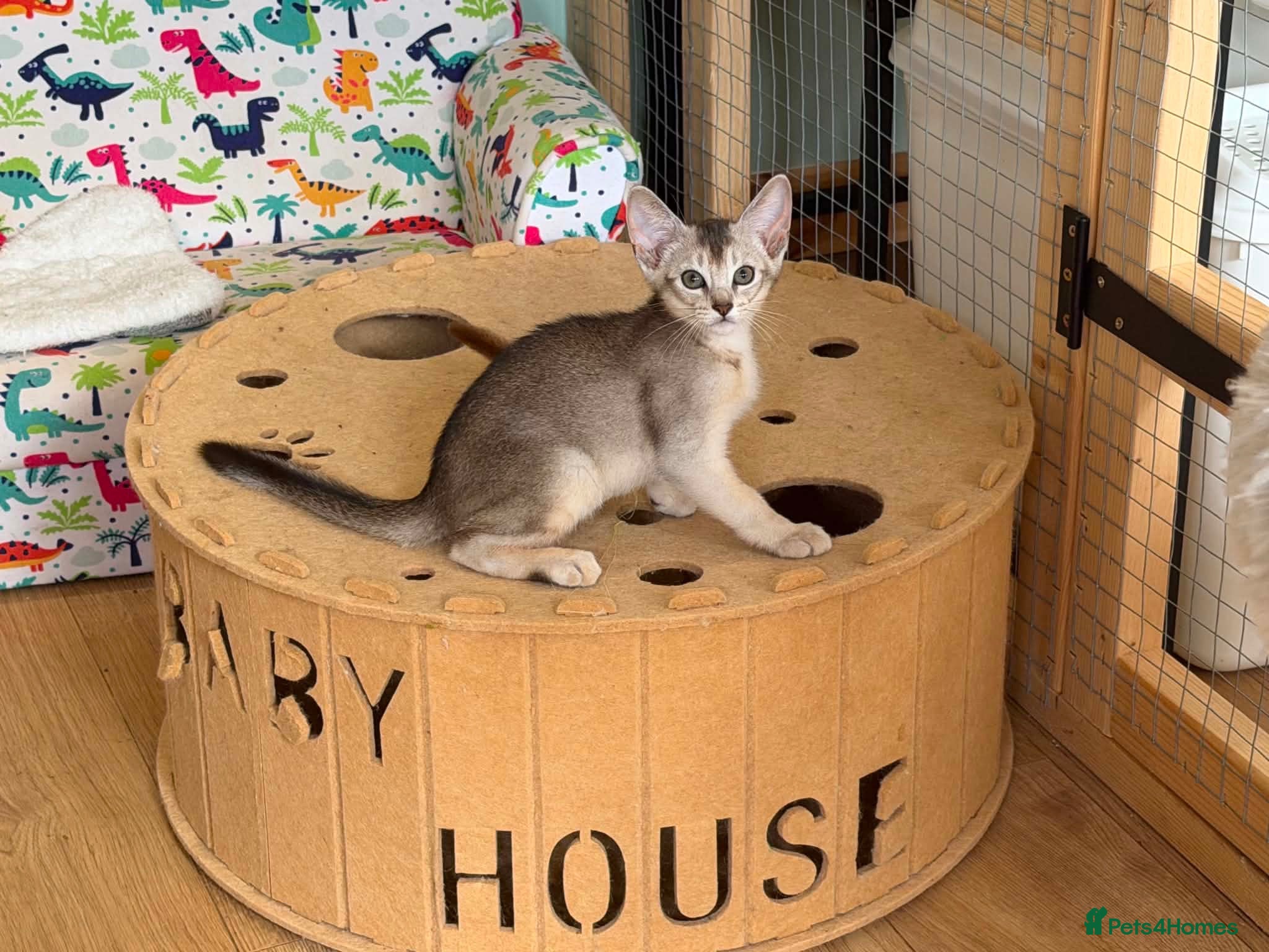Abyssinian cats Silver Abyssinian kittens  - Advert 18